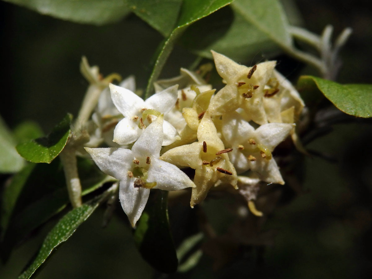 Hlošina okoličnatá (Elaeagnus umbellata Thunb.)