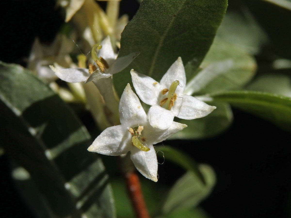 Hlošina okoličnatá (Elaeagnus umbellata Thunb.)