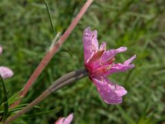 Vrbovka rozmarýnolistá (Epilobium didonaei Vill.) - zdvojený květ (1b)