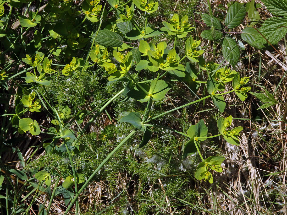 Pryšec pilovitý (Euphorbia serrata L.)