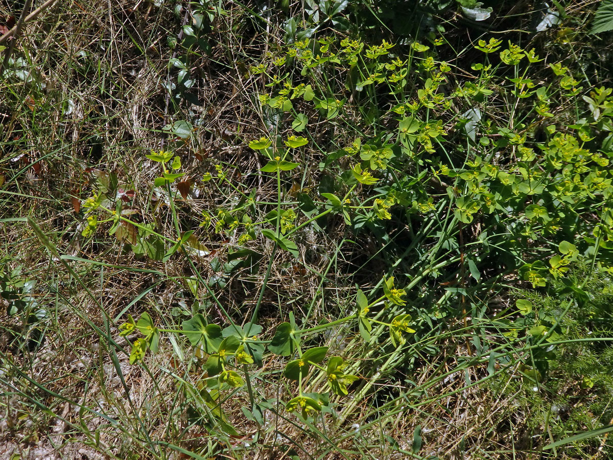 Pryšec pilovitý (Euphorbia serrata L.)