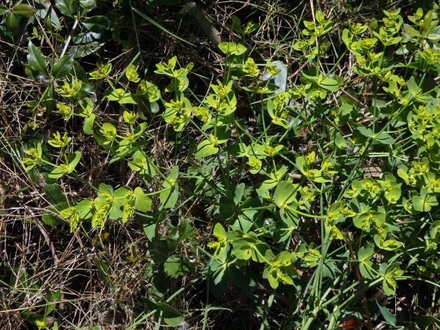 Pryšec pilovitý (Euphorbia serrata L.)