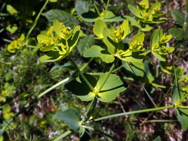Pryšec pilovitý (Euphorbia serrata L.)