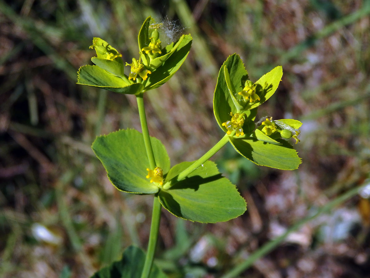 Pryšec pilovitý (Euphorbia serrata L.)