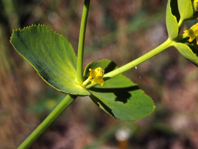 Pryšec pilovitý (Euphorbia serrata L.)