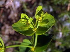 Pryšec pilovitý (Euphorbia serrata L.)