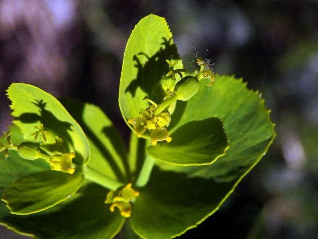 Pryšec pilovitý (Euphorbia serrata L.)