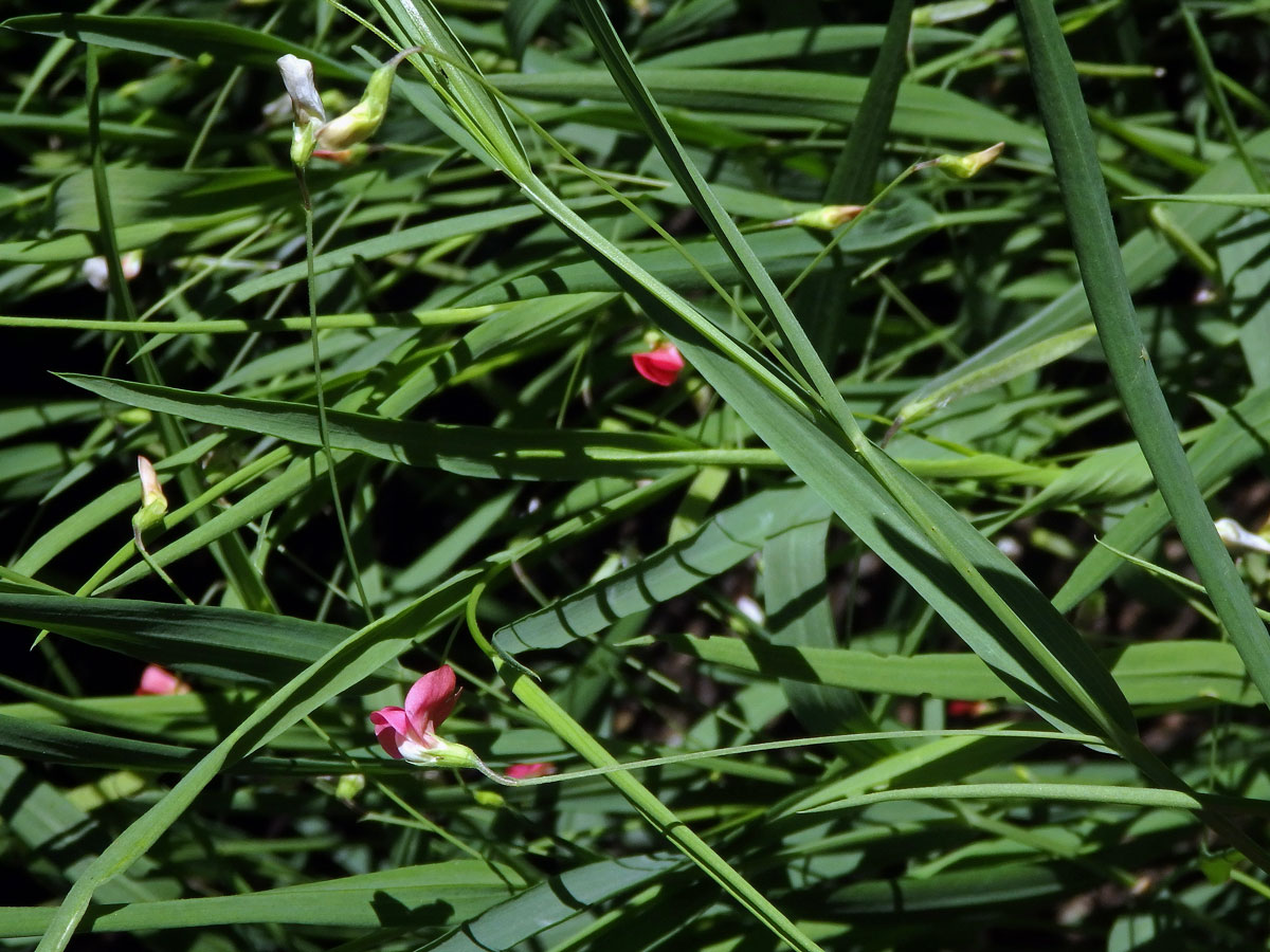 Hrachor trávolistý (Lathyrus nissolia L.)