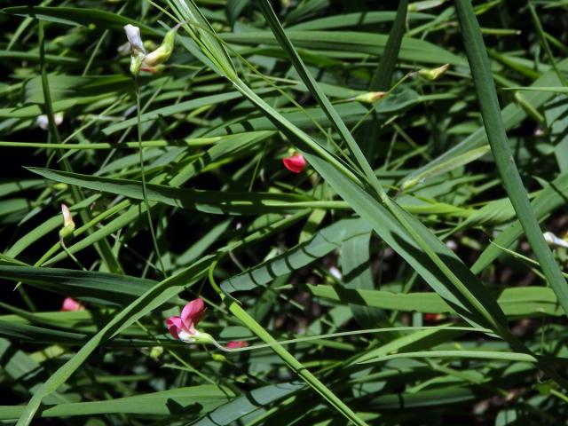 Hrachor trávolistý (Lathyrus nissolia L.)