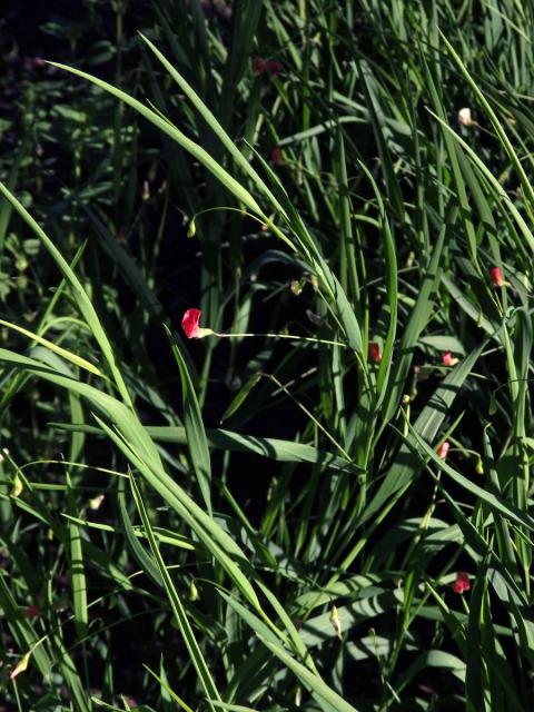 Hrachor trávolistý (Lathyrus nissolia L.)