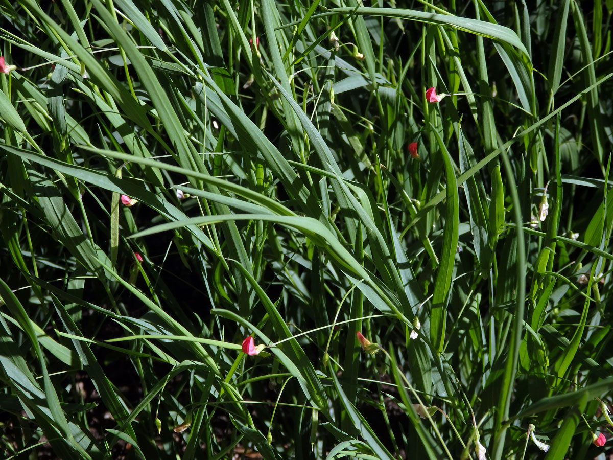 Hrachor trávolistý (Lathyrus nissolia L.)