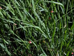 Hrachor trávolistý (Lathyrus nissolia L.)