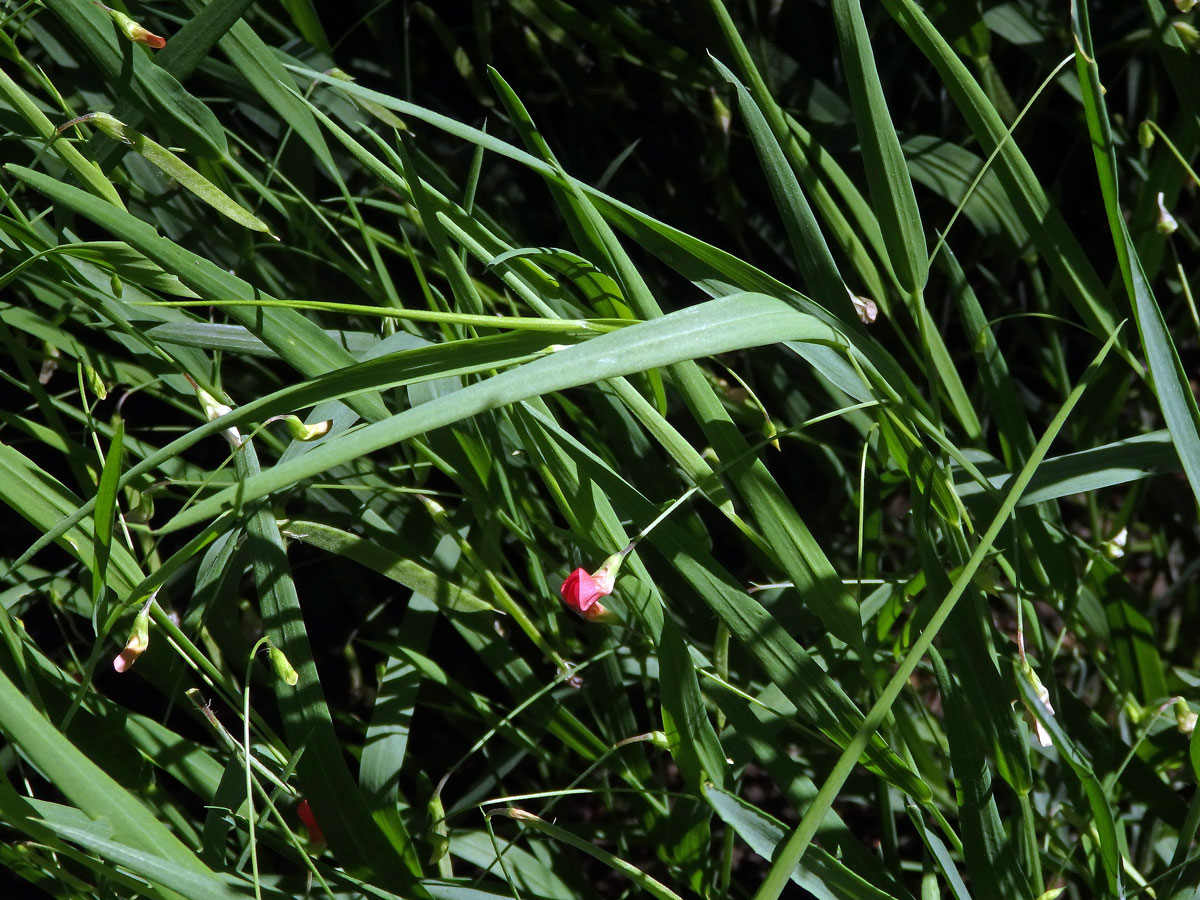 Hrachor trávolistý (Lathyrus nissolia L.)