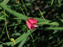 Hrachor trávolistý (Lathyrus nissolia L.)