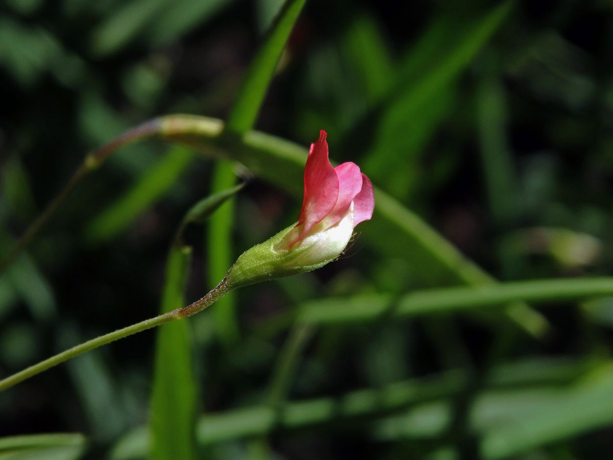 Hrachor trávolistý (Lathyrus nissolia L.)