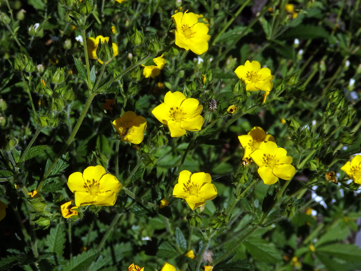 Mochna východní (Potentilla orientalis Juz.)