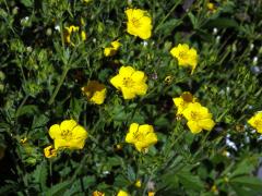 Mochna východní (Potentilla orientalis Juz.)   