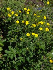 Mochna východní (Potentilla orientalis Juz.)