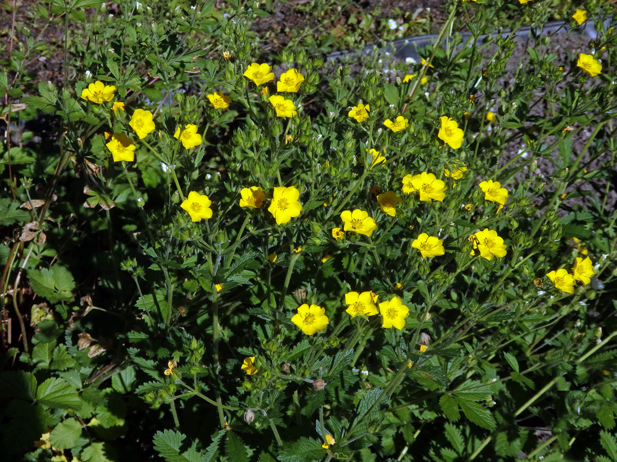 Mochna východní (Potentilla orientalis Juz.)