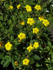 Mochna východní (Potentilla orientalis Juz.)