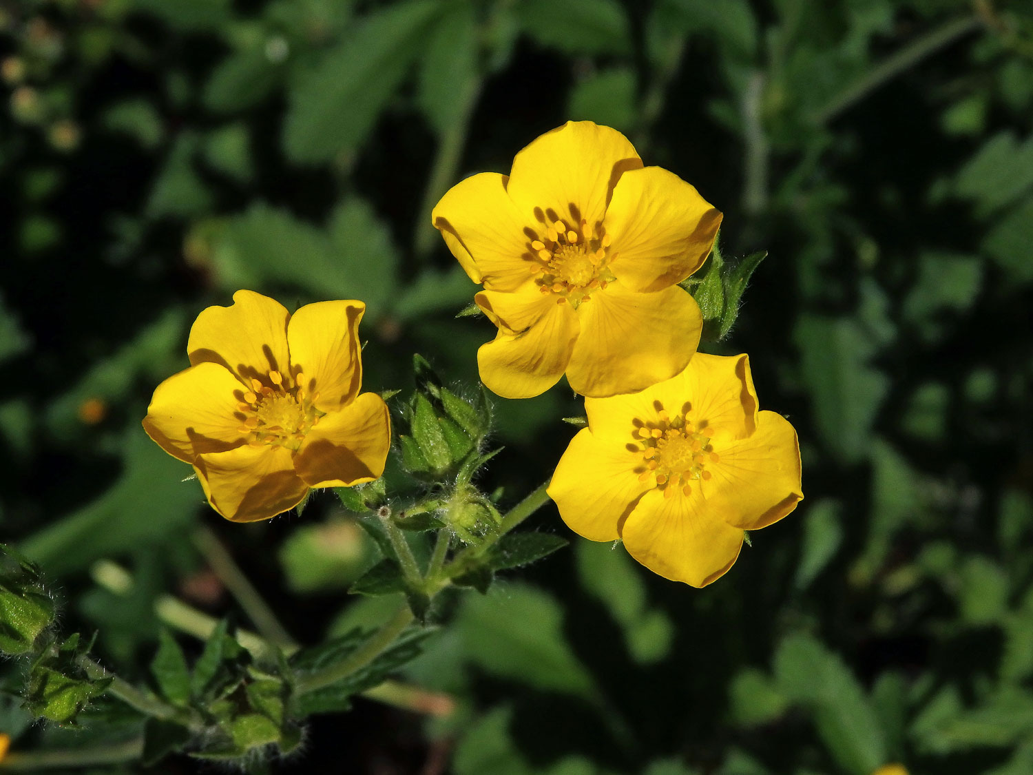 Mochna východní (Potentilla orientalis Juz.)