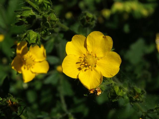 Mochna východní (Potentilla orientalis Juz.)