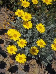 Rmen Marschallův (Anthemis marschalliana Willd.)