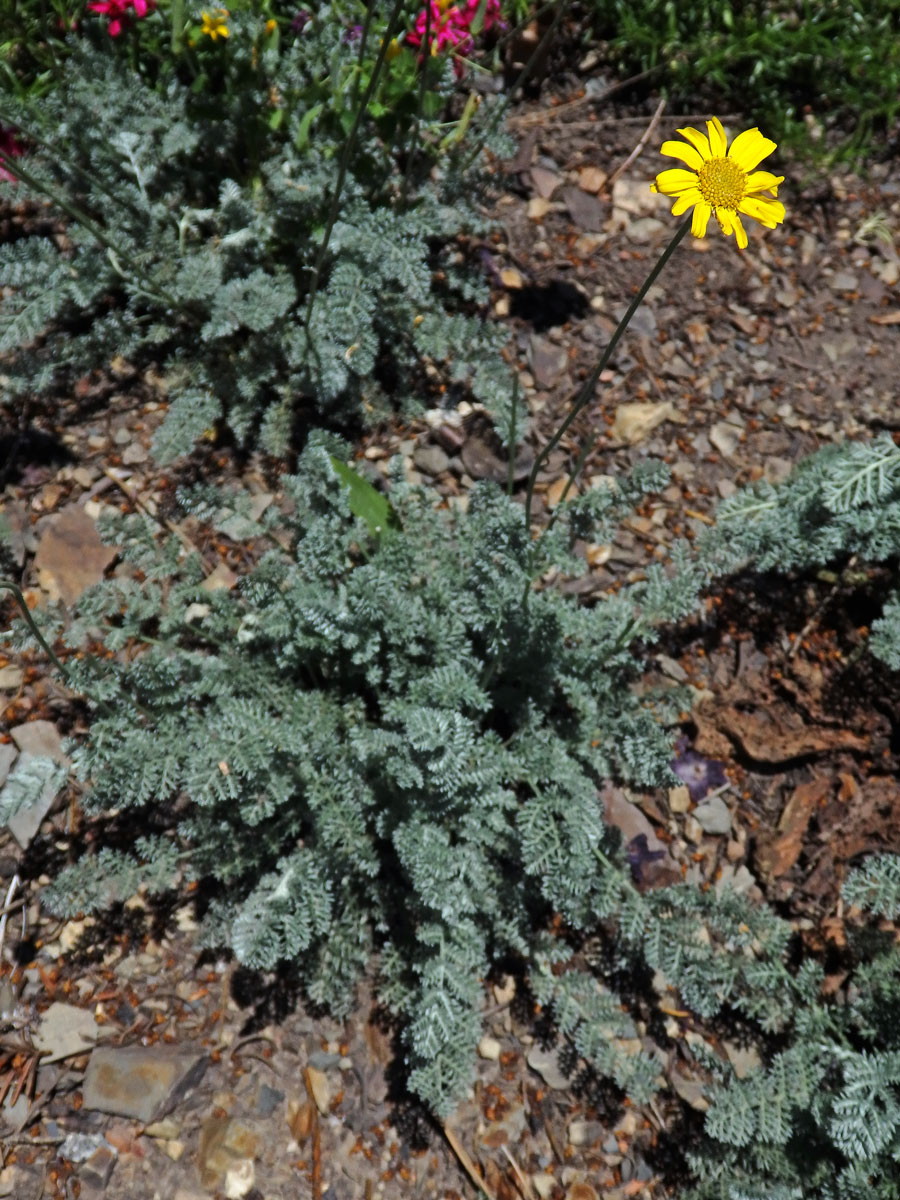 Rmen Marschallův (Anthemis marschalliana Willd.)