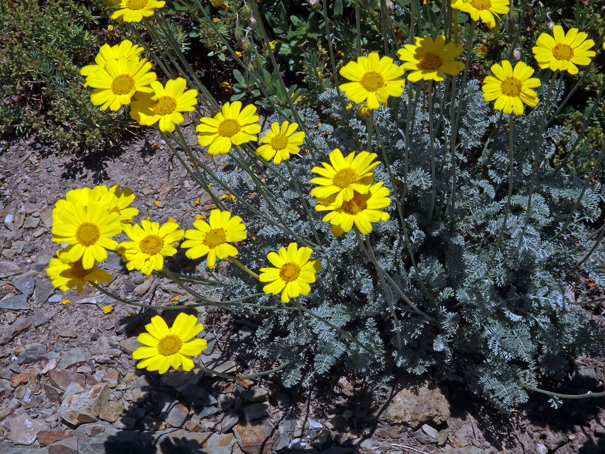 Rmen Marschallův (Anthemis marschalliana Willd.)