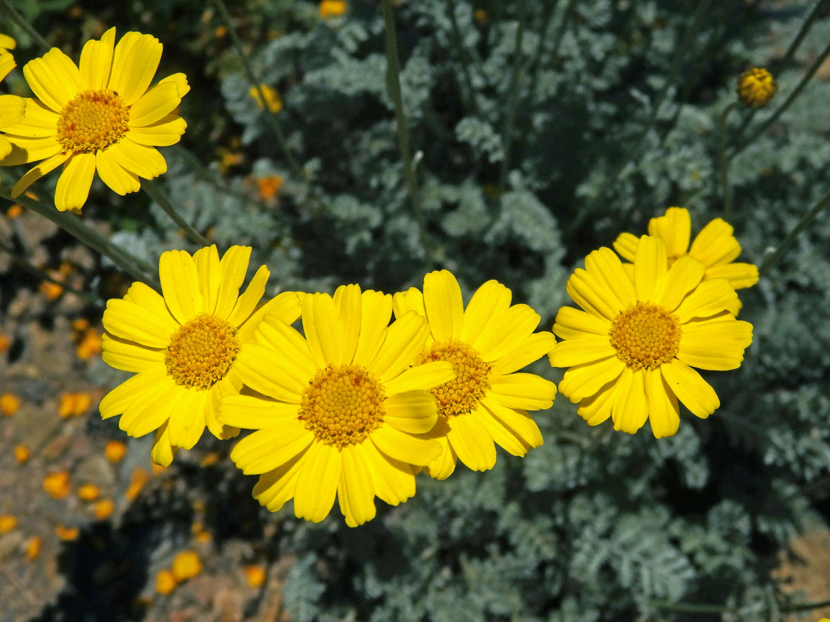 Rmen Marschallův (Anthemis marschalliana Willd.)