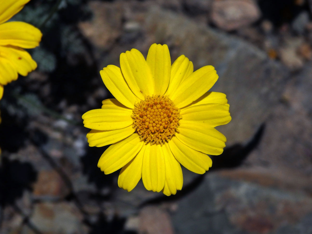 Rmen Marschallův (Anthemis marschalliana Willd.)