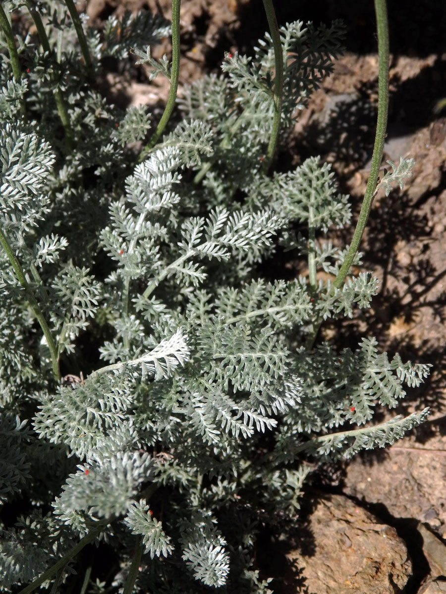 Rmen Marschallův (Anthemis marschalliana Willd.)