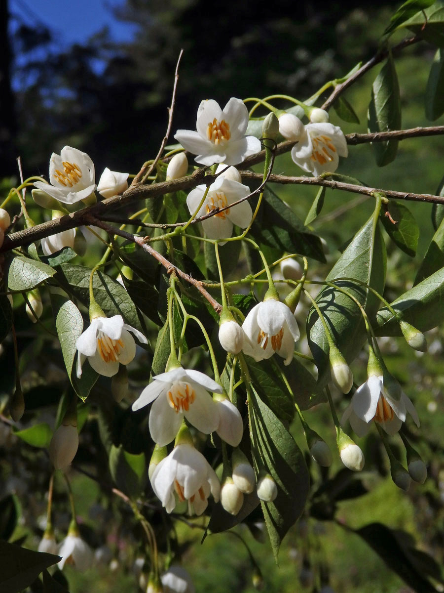 Styrač japonský (Styrax japonica Siebold et Zucc.)