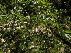 Styrač japonský (Styrax japonica Siebold et Zucc.)