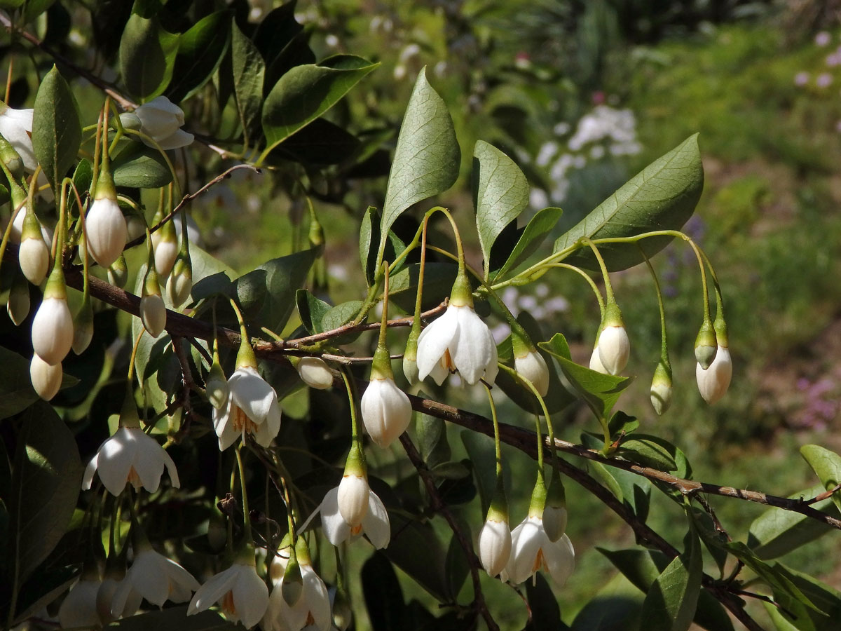 Styrač japonský (Styrax japonica Siebold et Zucc.)