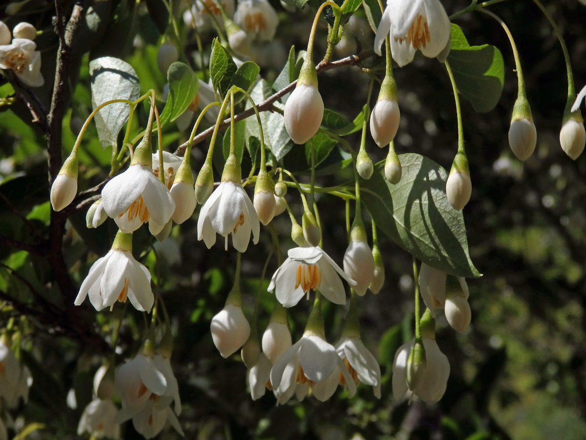 Styrač japonský (Styrax japonica Siebold et Zucc.)