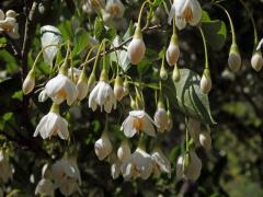 Styrač japonský (Styrax japonica Siebold et Zucc.)