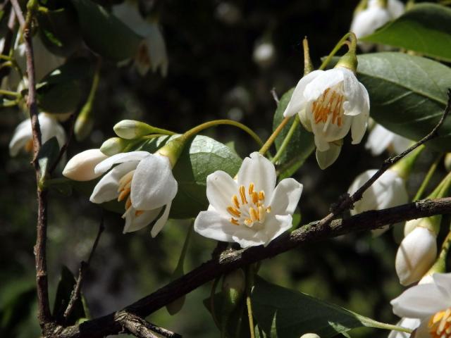 Styrač japonský (Styrax japonica Siebold et Zucc.)