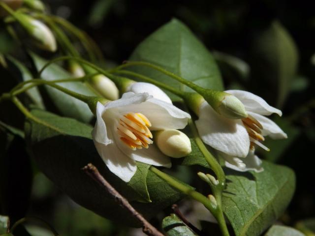 Styrač japonský (Styrax japonica Siebold et Zucc.)