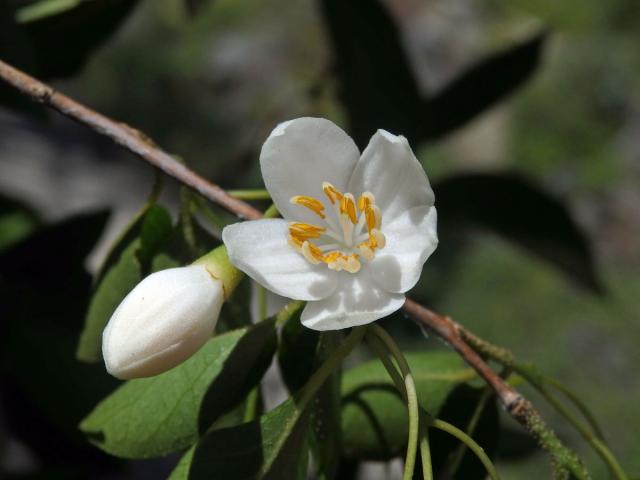 Styrač japonský (Styrax japonica Siebold et Zucc.)