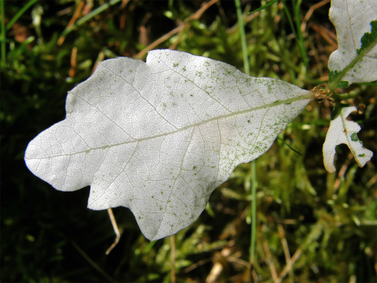 Dub letní (Quercus robur L.) - roční semenáček albín (1b)