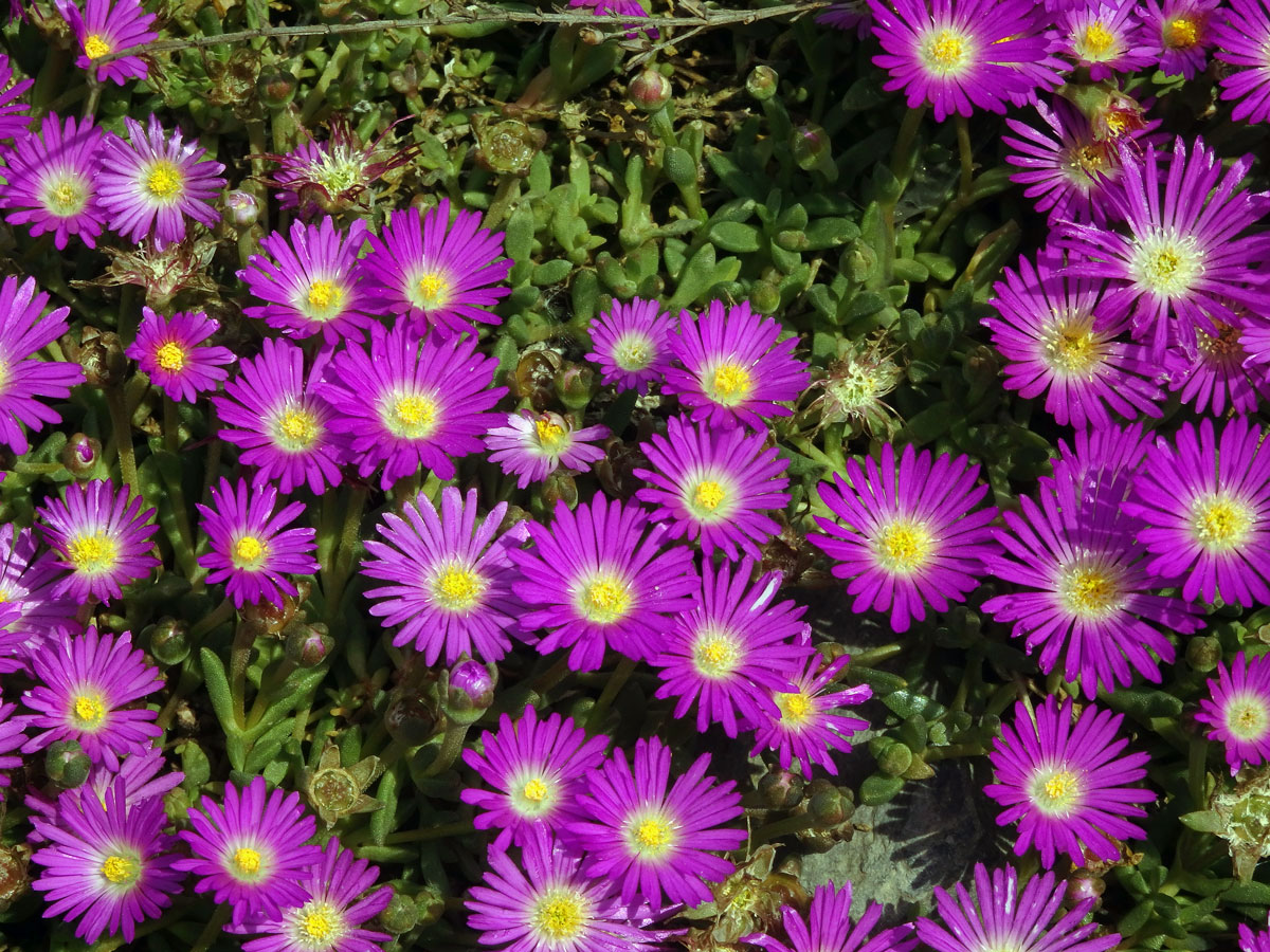 Delosperma (Delosperma lavisiae L. Bolus)