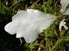 Dub letní (Quercus robur L.) - roční semenáček albín (1b)