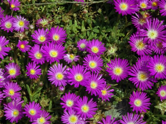 Delosperma (Delosperma lavisiae L. Bolus)