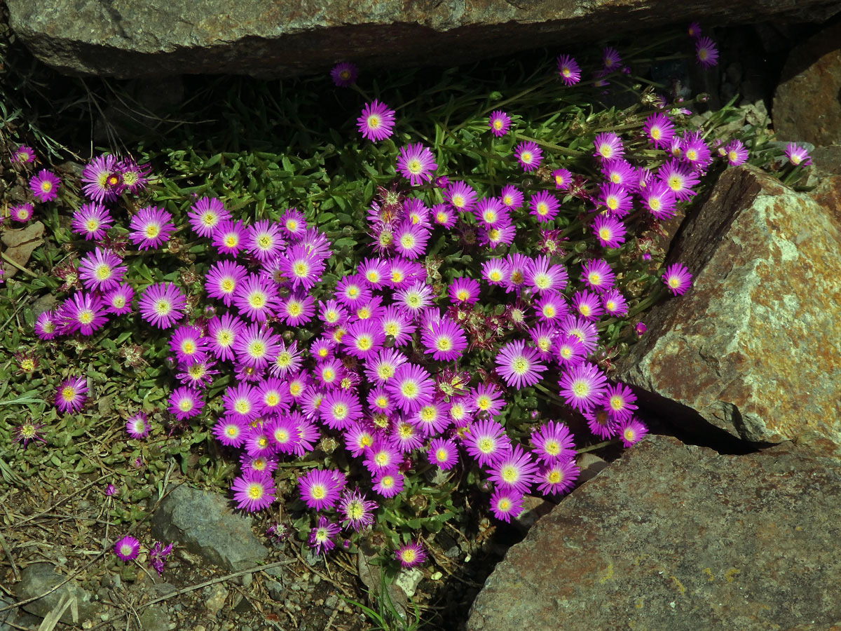 Delosperma (Delosperma lavisiae L. Bolus)