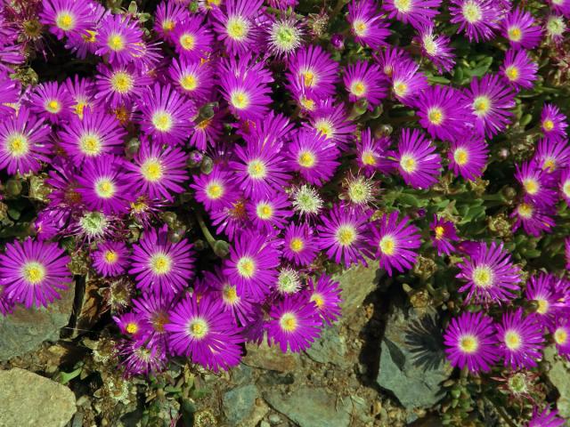 Delosperma (Delosperma lavisiae L. Bolus)