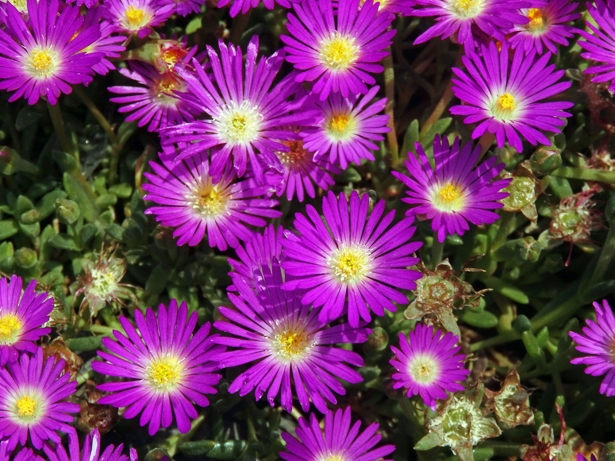 Delosperma (Delosperma lavisiae L. Bolus)