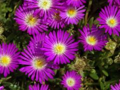 Delosperma (Delosperma lavisiae L. Bolus)