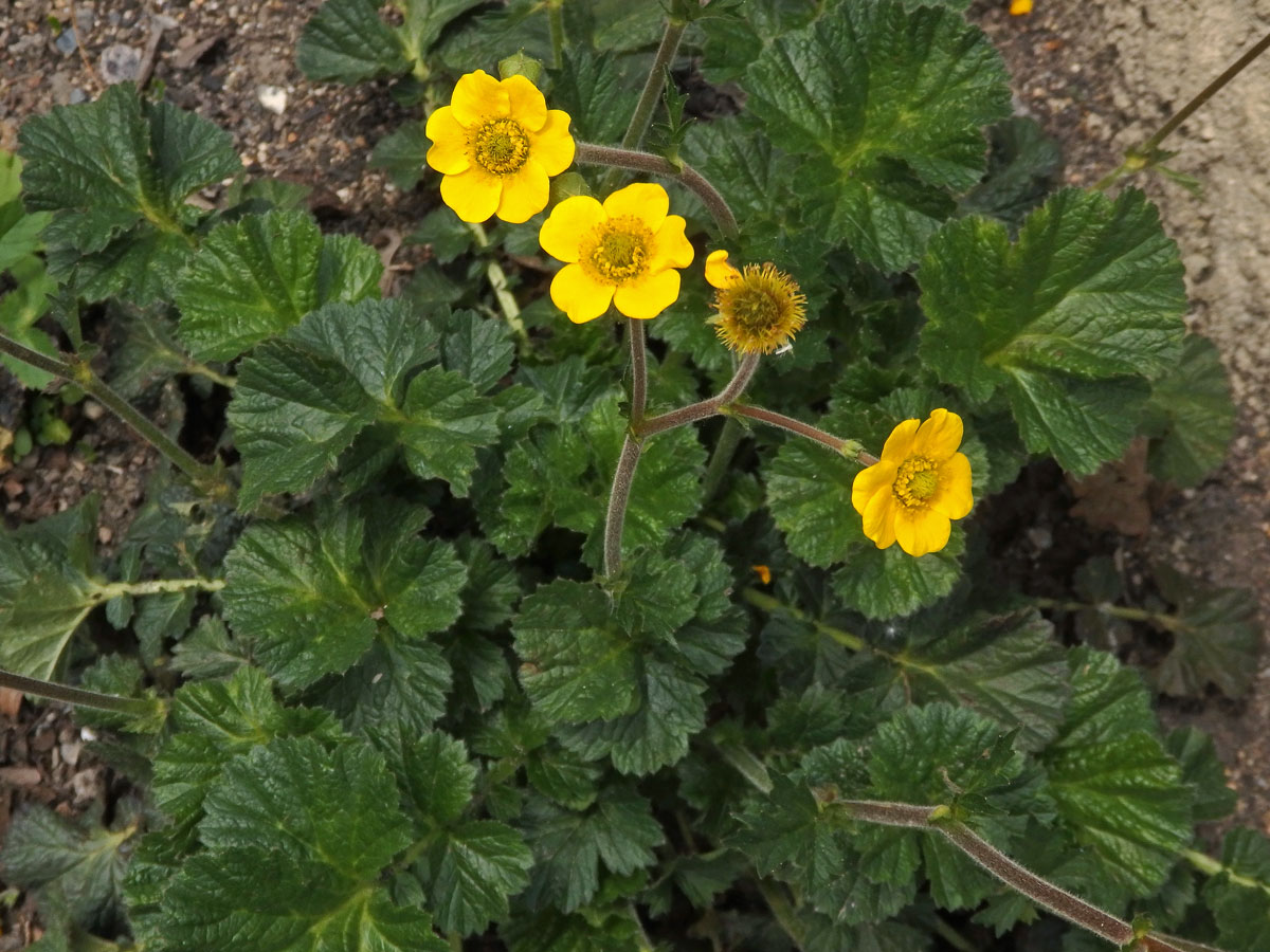 Kuklík (Geum magellanicum Comm. ex Pers.)