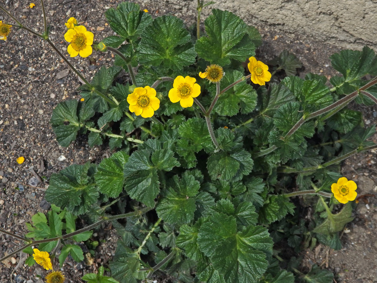 Kuklík (Geum magellanicum Comm. ex Pers.)